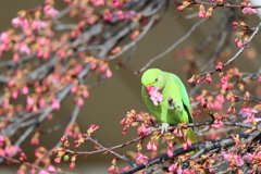 わかけほんせいいんこ