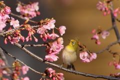 めじろ