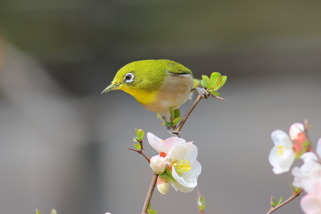 めじろ