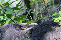 きびたき♀