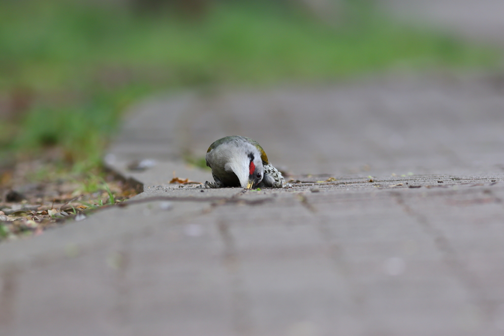 あおげら♂