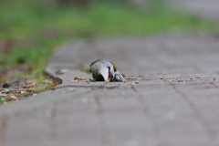 あおげら♂