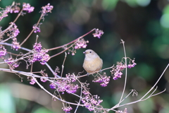 じょうびたき♀