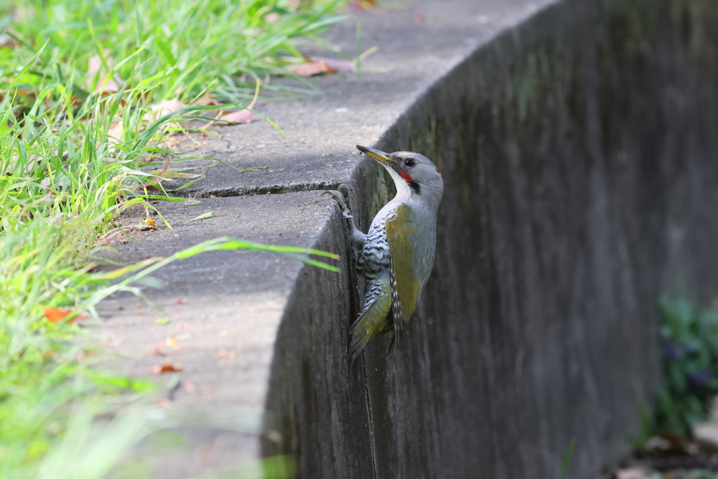 あおげら♀