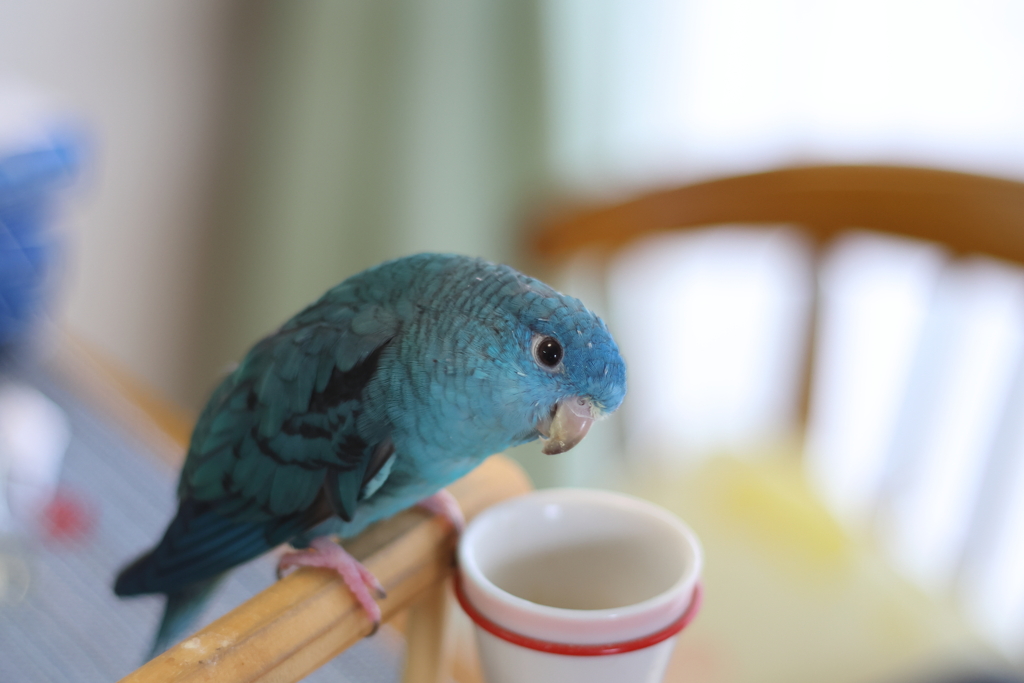 さざなみいんこ