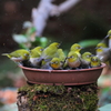 めじろ