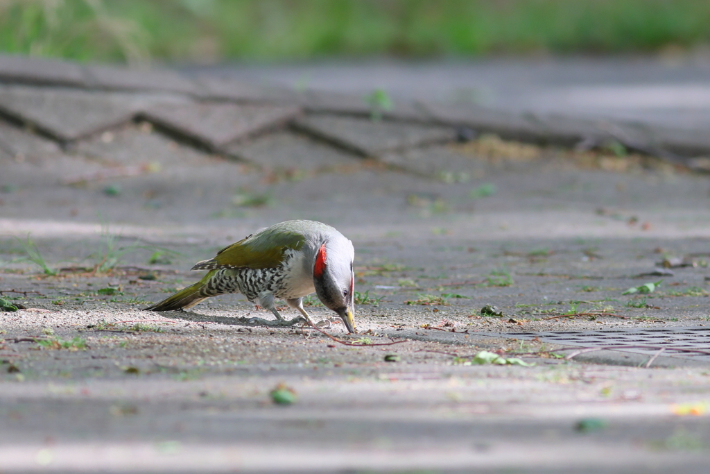 あおげら♀