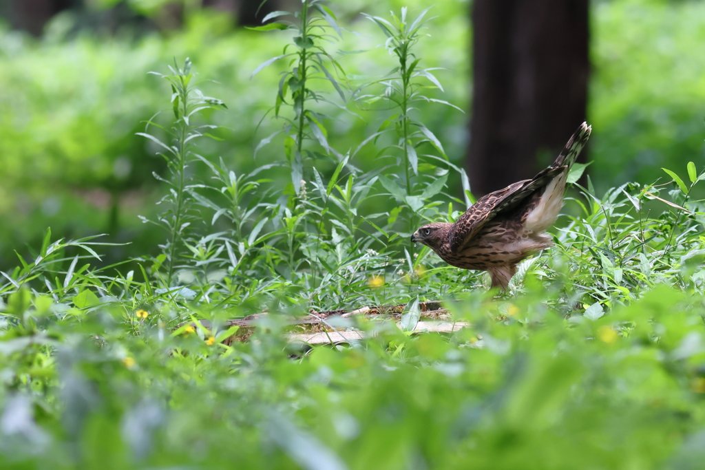 おおたか（幼鳥）