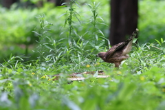 おおたか（幼鳥）