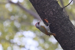 あおげら♂