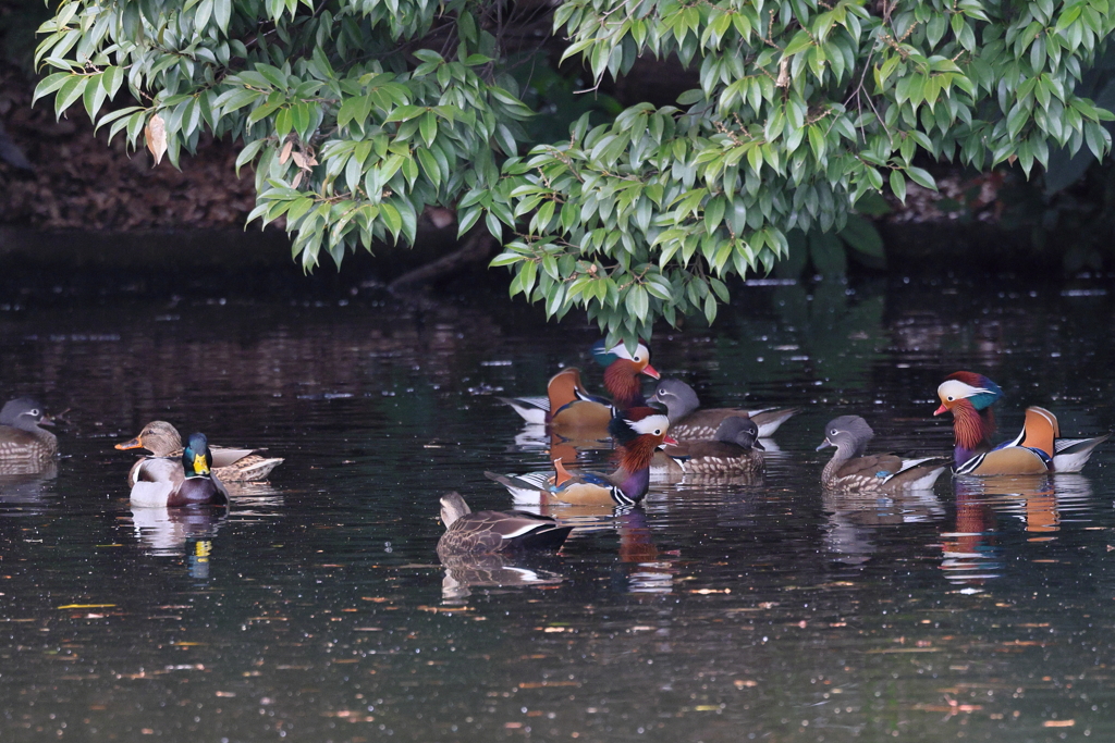 おしどり　時々まがも