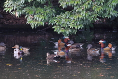 おしどり　時々まがも