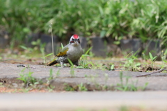 あおげら♂
