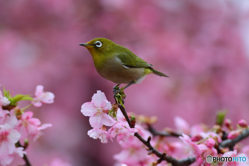 めじろ