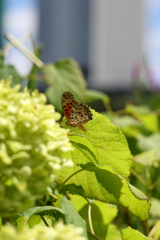 ちょう