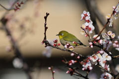 めじろ