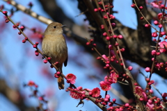 じょうびたき♀