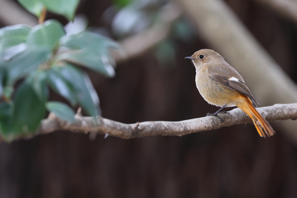 じょうびたき♀
