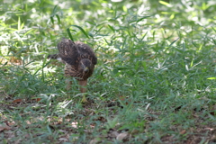 おおたか（幼鳥）