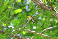きびたき♂