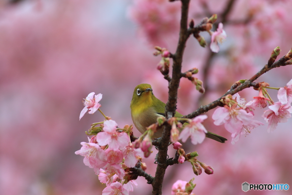 めじろ
