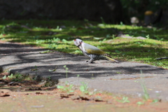 あおげら♀