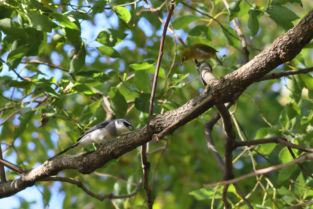 りゅうきゅうさんしょうくい+めじろ