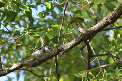 りゅうきゅうさんしょうくい+めじろ
