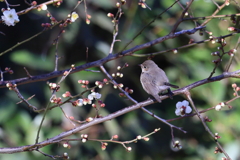 にしおじろびたき