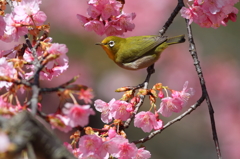めじろ