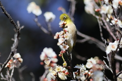 めじろ