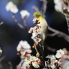 めじろ