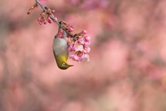 めじろ
