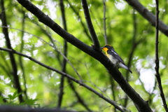 きびたき♂