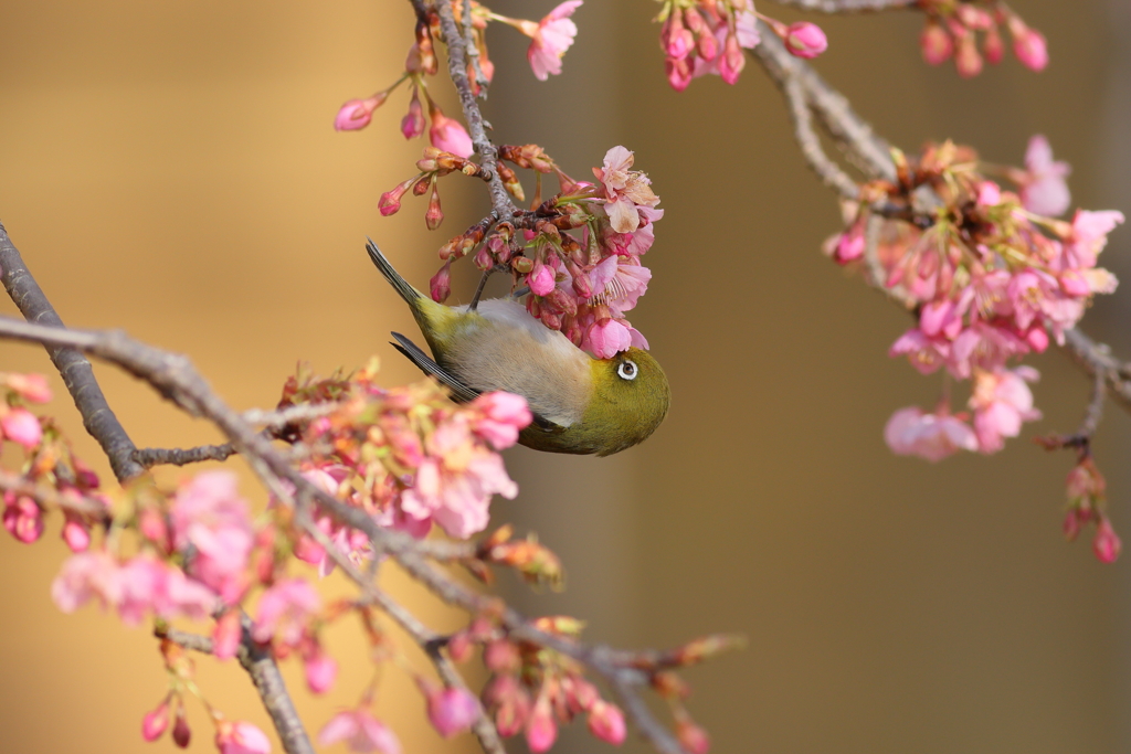 めじろ