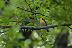 きびたき♂