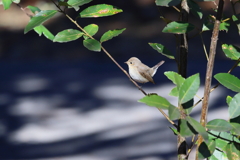 にしおじろびたき