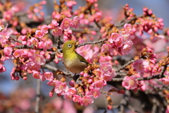 めじろ