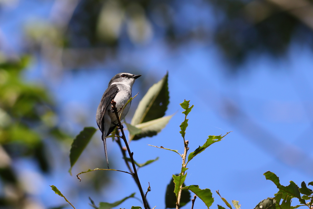 りゅうきゅうさんしょうくい