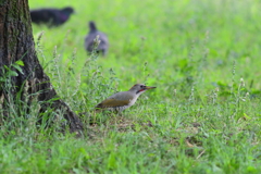 あおげら♀