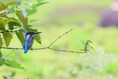かわせみ