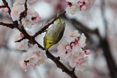 めじろ
