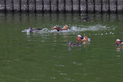 おしどり