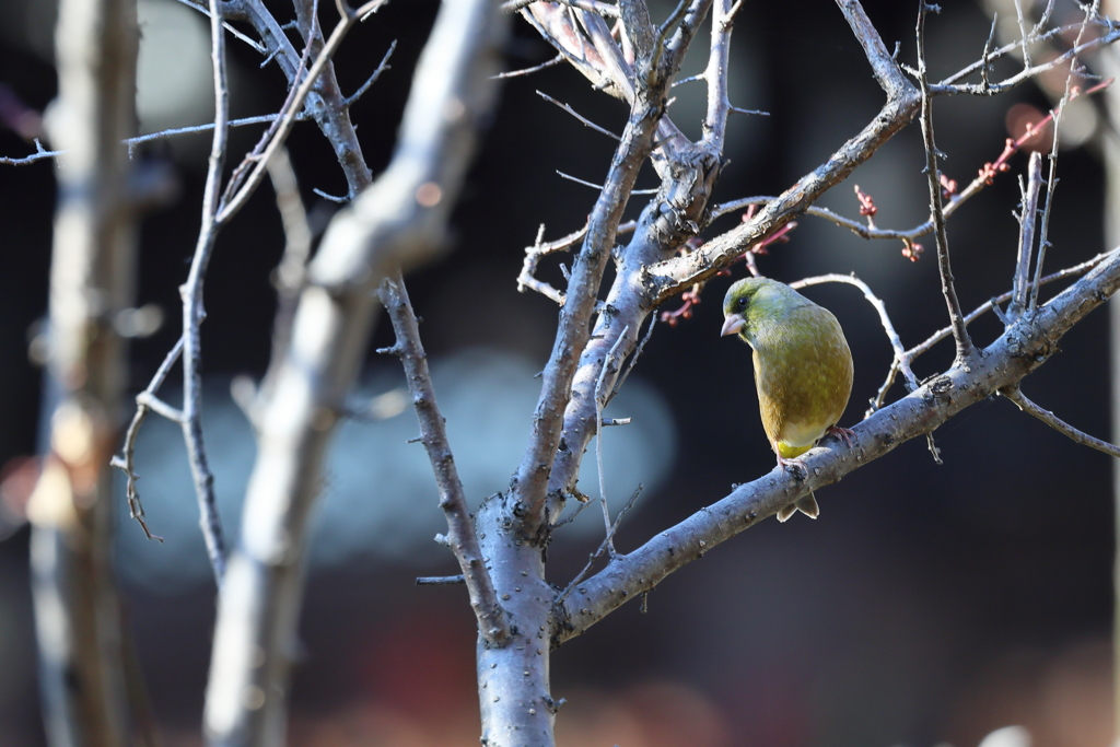 おおかわらひわ