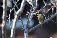 おおかわらひわ