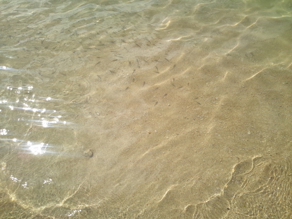 魚の群れと太陽の光。