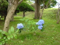蒼いあじさい。