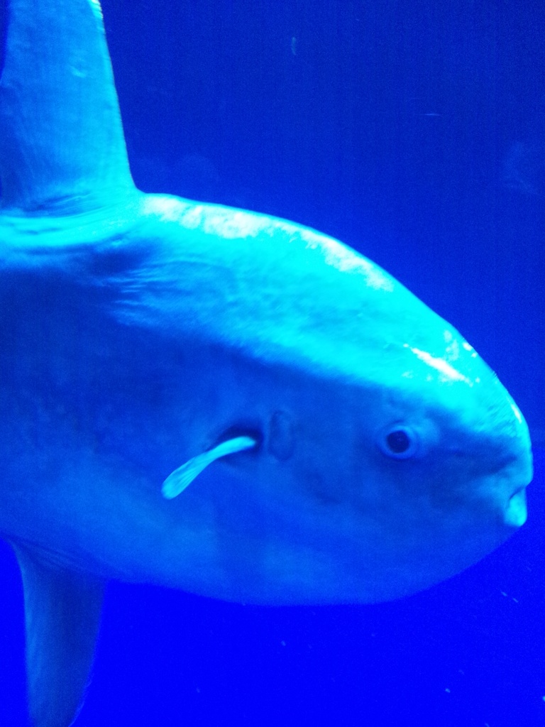 マンボウ接近!!とても、のんびり泳いでました。