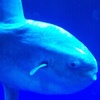 マンボウ接近!!とても、のんびり泳いでました。