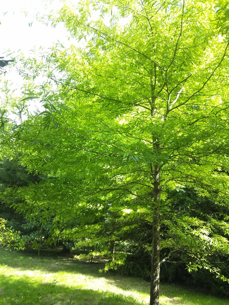 やわらかな緑